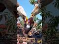 OMG 😱😳 बाज ने किया खतरनाक सांप का शिकार #reaction #animals #ai #cartoon #funny #shorts #viral #snake