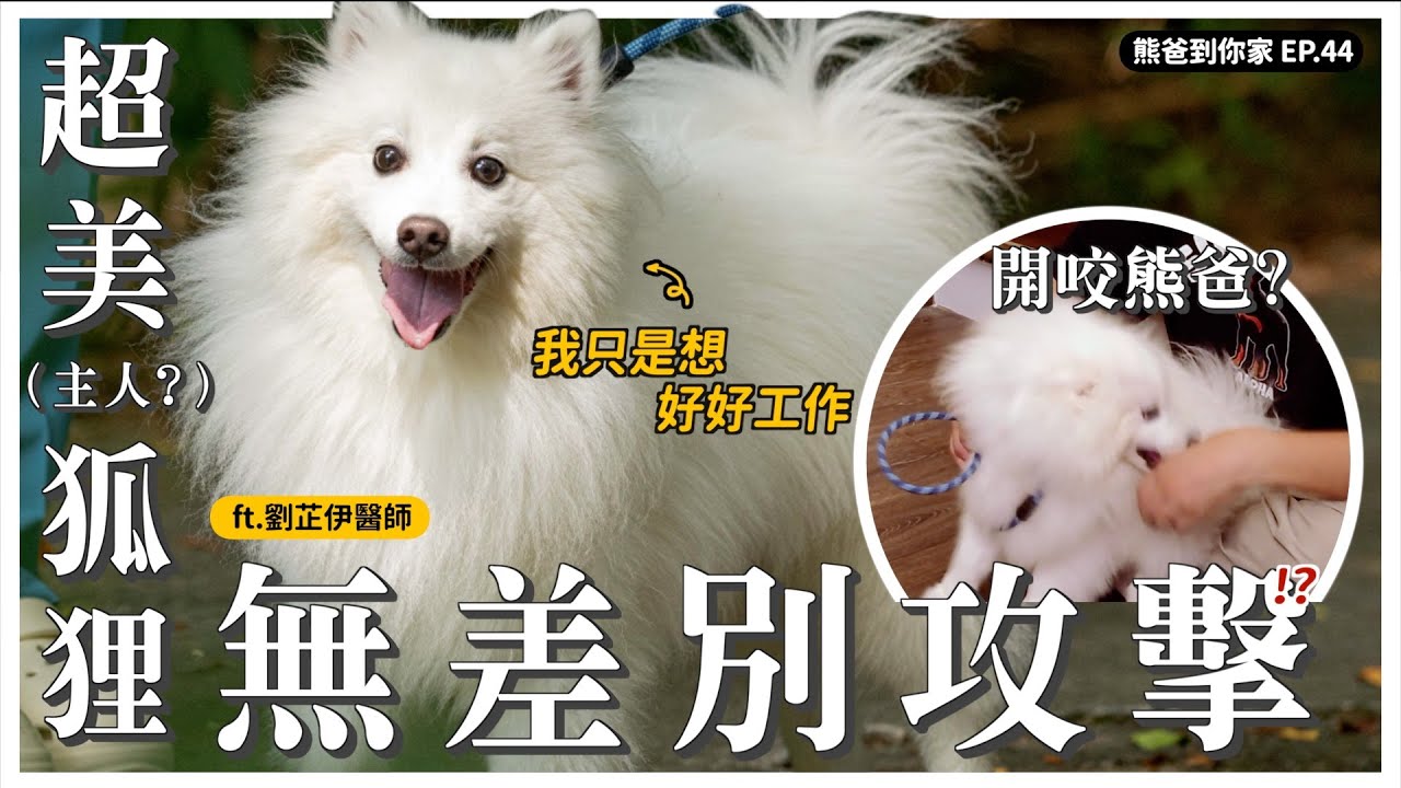 含金量超高！相處護衛的敏感毛孩，客人主人都能學的方法 ft. Dr.Chavelle 劉芷伊醫師【熊爸到你家】｜熊爸估狗