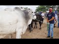 FEIRA DO GADO EM CACHOEIRINHA-PE   #Nordeste 03-02-2022