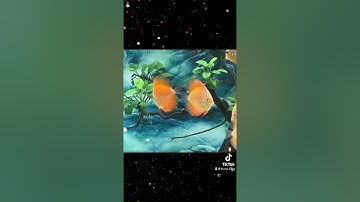 Cá dĩa bồ câu vàng