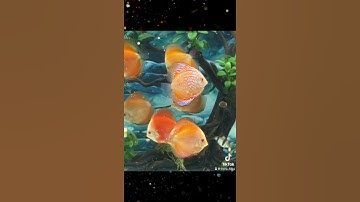 Cá dĩa bồ câu vàng