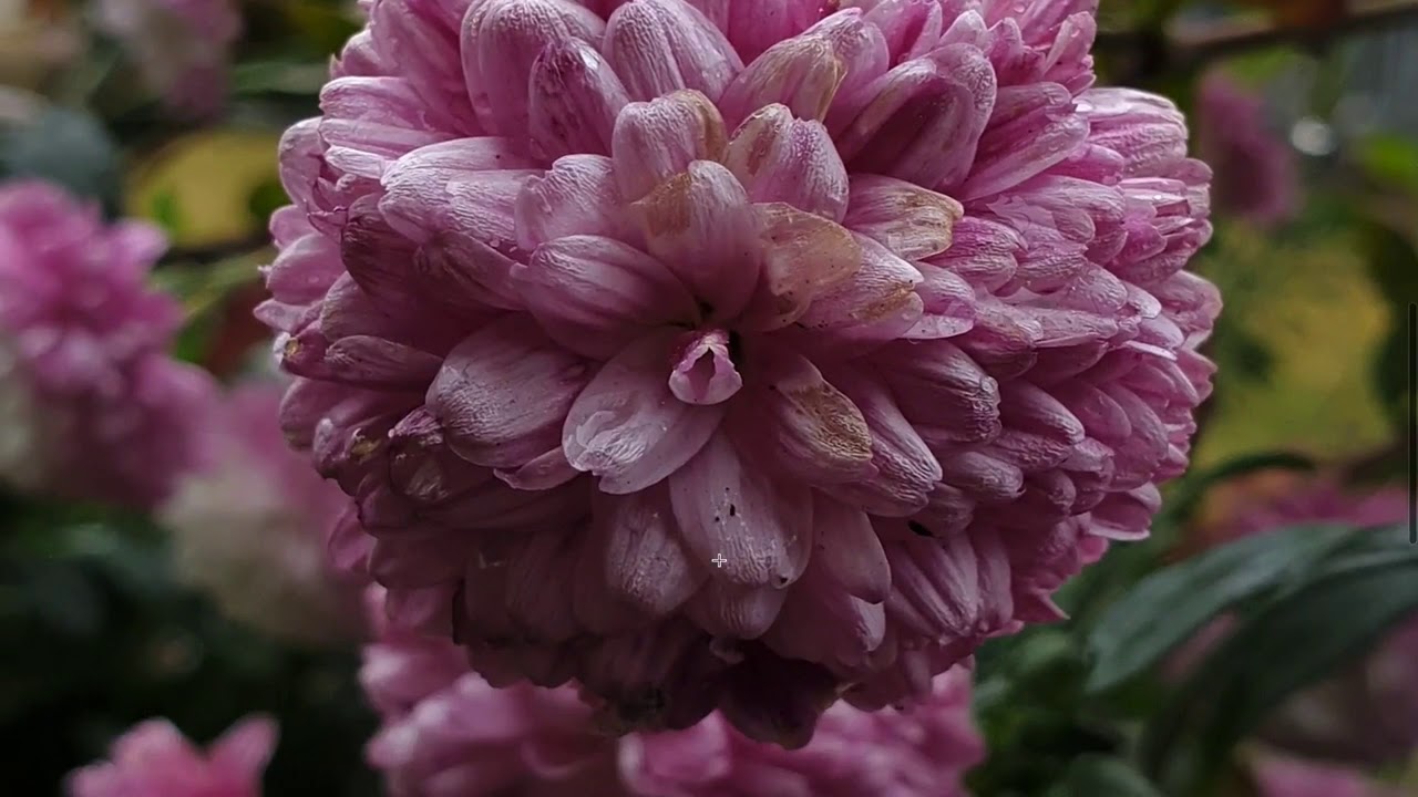 Galaxy s9 plus photo mode vs scene optomiser (Android Oreo beta)