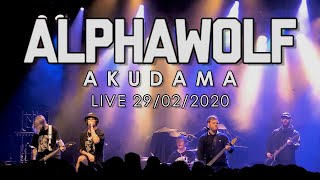 Alpha Wolf - Akudama ☆NEW SONG☆ (Live 29/02/2020)