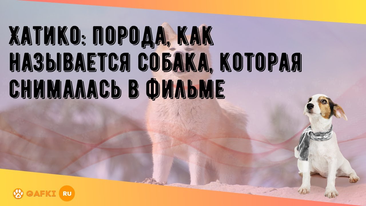 Хатико: порода, как называется собака, которая снималась в фильме - YouTube