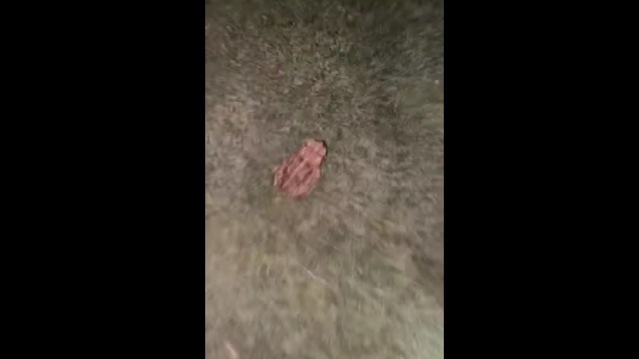 Girl Accidentally Steps On A Frog She Was Hunting YouTube