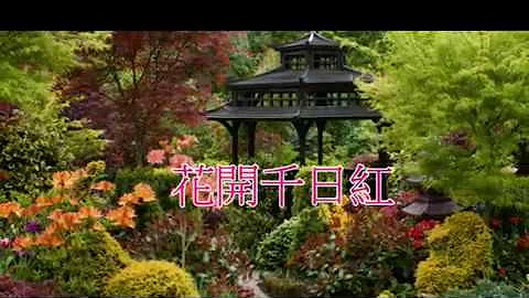 花开千日红 (合唱)(音乐伴奏)(怀旧金曲) - 天天要闻