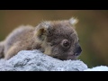 NON STOP KOALA CUTENESS! | The Australian Reptile Park