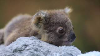 NON STOP KOALA CUTENESS! | The Australian Reptile Park