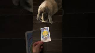 The Ups And Downs Of Being A Bunny