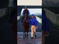 Wild Tiger returns to the spotlight after his victory in the Royal Hunt Cup at Royal Ascot.
