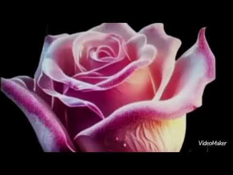 انس طباش و غزل غريب كرمان الحب