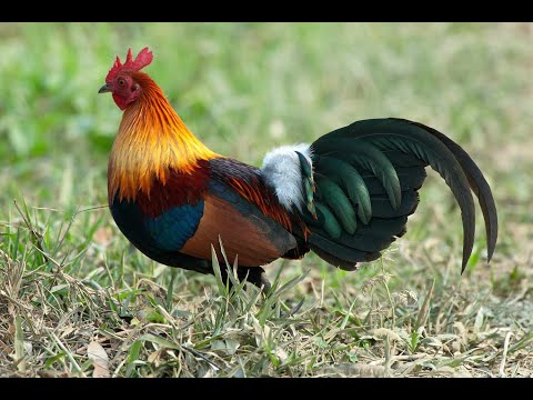 Can Chickens Swim ? Let's Find Out !