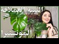 النبتة العملاقة طريقة العناية واكثار وتسميد المونستير القفص الصدري نبتة سهلة العناية بها 