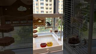 This parrot has a very exquisite birdcage. #parrot #birds #pets #parrots #shorts