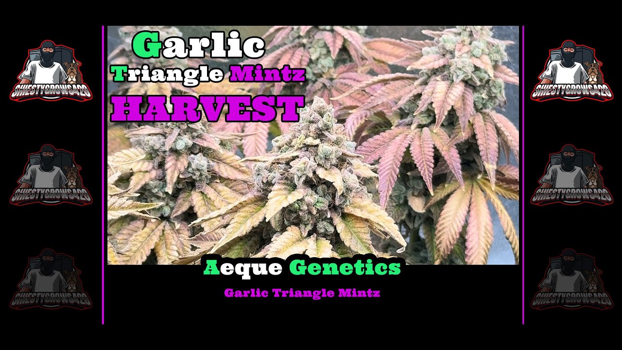Seed to Harvest - Harvest Day - Aeque Genetics -Garlic Triangle Mintz -- Photoperiod Grow Pt 2