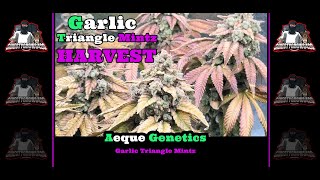 Seed to Harvest - Harvest Day - Aeque Genetics -Garlic Triangle Mintz -- Photoperiod Grow Pt 2