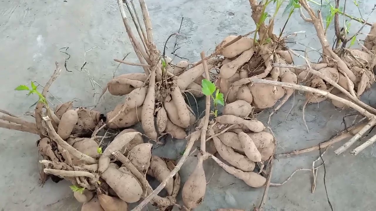 Cách Bảo Quản Củ Thược Dược Qua Mùa Hè (Giữ Giống Thược Dược)