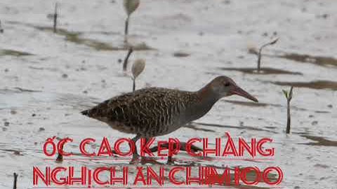 bảng kép theo ae nhu cầu ốc cao kép chàng nghịch chuẩn ăn chim 100.