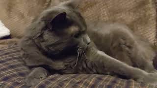 Bruno on the big pillow 🐱 by Sasha & Bruno 117 views 8 months ago 45 seconds