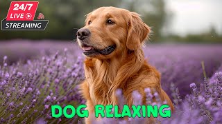 12 HOURS Deep Sleep Anti-Anxiety Dissociation Dog Music | Soothing Dog Music, Relaxing for Dogs