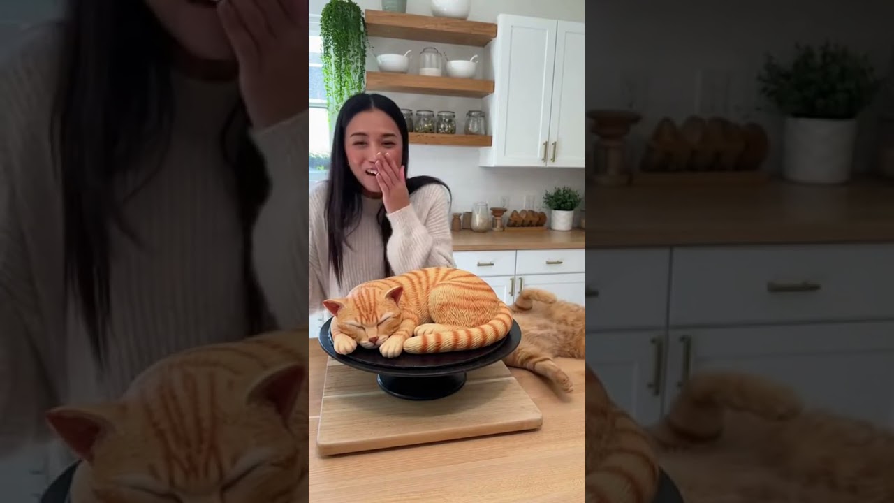 FUNNIEST Cat Cake Cutting Reaction 🐱 - Belly Laughs