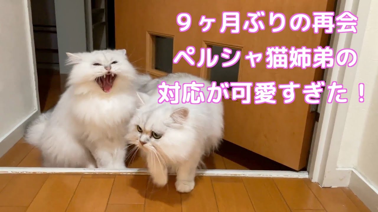 ペルシャ猫 ペルシャ猫９ヶ月ぶりの再会 超可愛いキュンキュン映像です Youtube