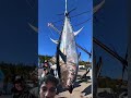 #fishing #fish #facts #automobile #seafood #fact #shortvideo #trending #animals #viral