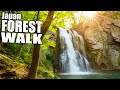 Exploring a japanese forest to a waterfall tokyolens