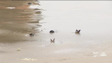 Health officials warn of toxin found in sport-harvested shellfish in SLO County