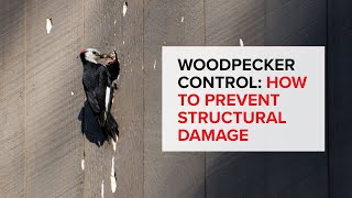 Woodpecker Control Products  How to Prevent Structural Damage from Woodpeckers  Bird B Gone