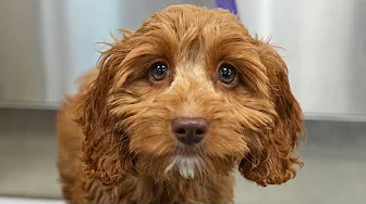 Puppy Dog Eyes You Can't Resist 😍🥺 | Cocker Spaniel Poodle Mix