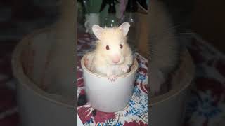sometimes he does #youtuber #trendingshorts #youtubeshorts #viral #hamsterkombat #youtube #pets