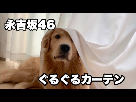 【永吉坂46】ぐるぐるカーテン