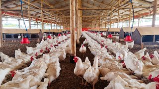 How we feed our 40,000 Broiler Breeders