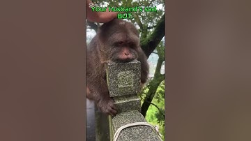 Your husband is sad, but you know what to do.  #XingMonkey #AngryMonkey #funny