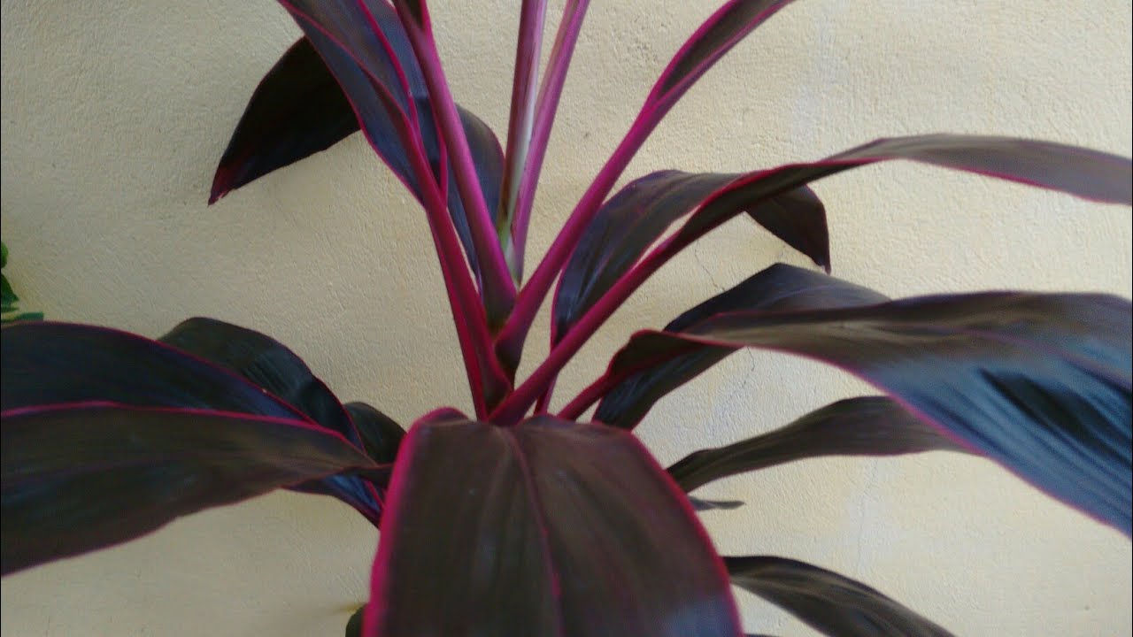 Dracena vermelha: como plantar e cuidar.