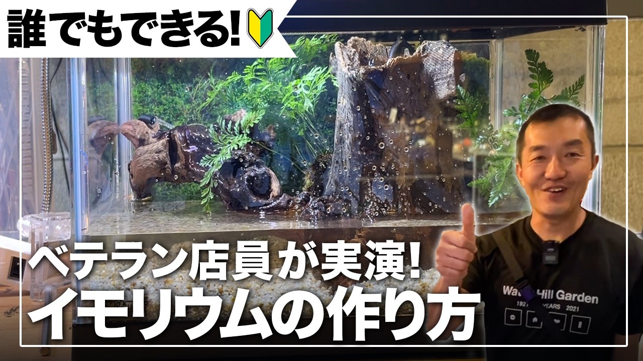 【初心者向け】アカハライモリのイモリウムを実演！滝と流木で自然な飼育環境を再現しました！