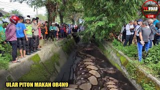 Download Lagu Video Asli Penemuan Ular Piton Habis M4k4n 0r4n9 di Citraland Surabaya!! Kronologi dan Faktanya HOAX MP3