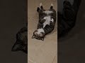 My cat has its own way to get my attention😻 #cat #catvideos #catshorts #tabbycat