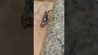 Keep Moving #insects #macro