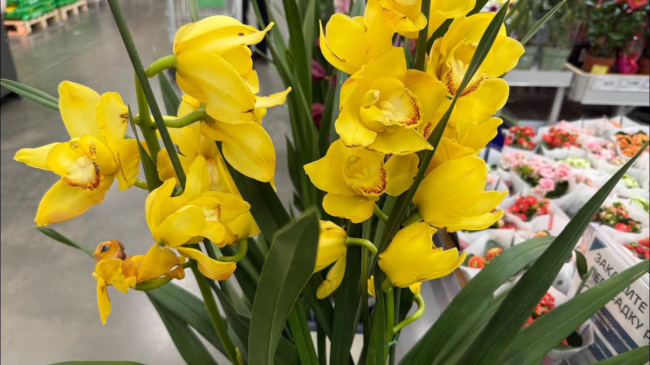 #ЛЕМАНА #ПРО , тысячи орхидей, лилии , розы и др. цветы !