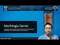 Anatomía dental - Morfología dental.