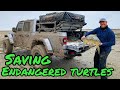 Saving Sea Turtles With My Jeep Gladiator!