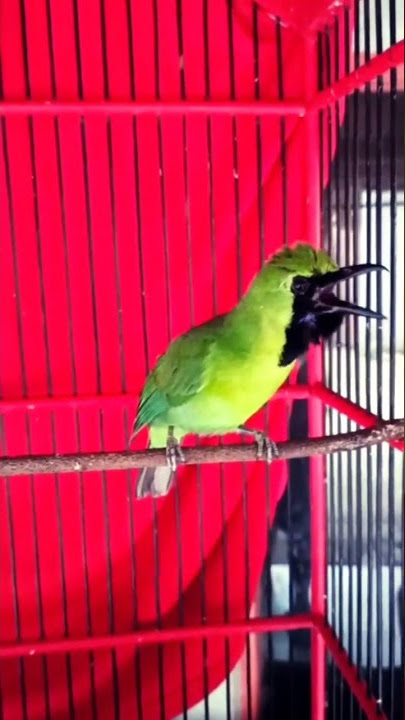 Cucak ijo Juara tembakan kapas tembak