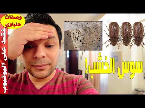 فيديو: تحديد الآفات الشائعة في خشب البقس: نصائح لعلاج الحشرات على خشب البقس