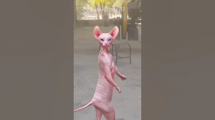 Watch the video about Sphinx cat 🐈 dancing cat 😺 funny cat videos 😝 #cat #funny #catlover #funnycute #catvideos #shorts