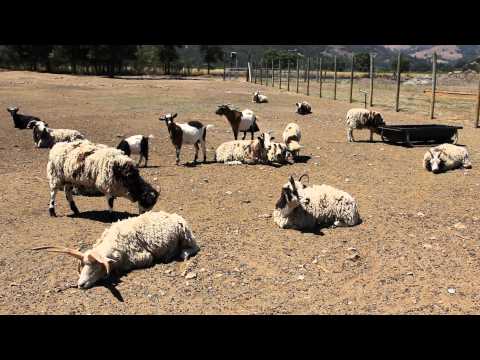 Baaing Sheep (1920x1080, 24fps) Free Creative Commons YouTube Stock Footage