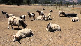 Baaing Sheep 1920X1080, 24Fps Free Creative Commons Youtube Stock Footage