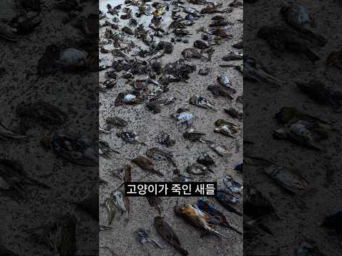 현재 고양이가 아작내고 있다는 생태계 근황