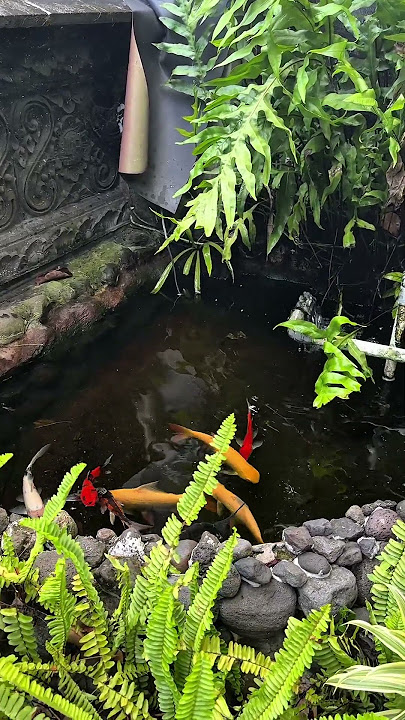 Masteran for the Javan Cochoa Fledgling (Trotol): Full Repertoire of Nature Sounds and Koi Fish.